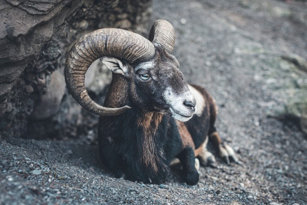 Aries
