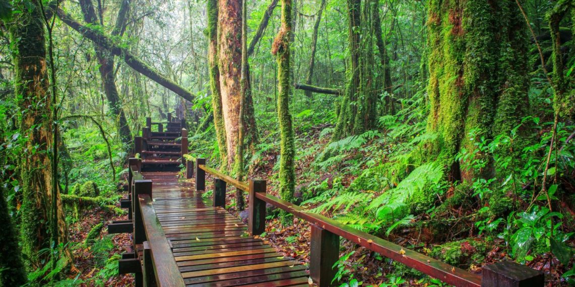 Beyond the Clouds: A Guide to Doi Inthanon, the Roof of Thailand