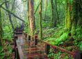 Beyond the Clouds: A Guide to Doi Inthanon, the Roof of Thailand