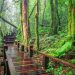 Beyond the Clouds: A Guide to Doi Inthanon, the Roof of Thailand